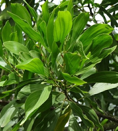 Acacia Mangium - Vista principal